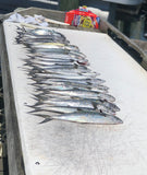 Half Day Spanish Fishing Charter